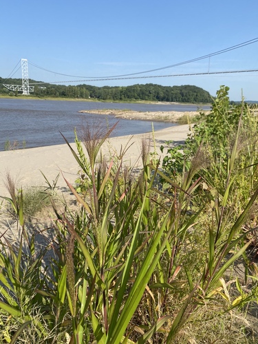 Panicum capillare (witch grass) (alternate view 7)