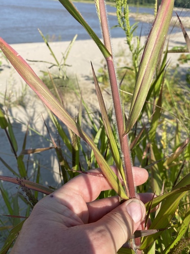 Panicum capillare (witch grass) (alternate view 8)