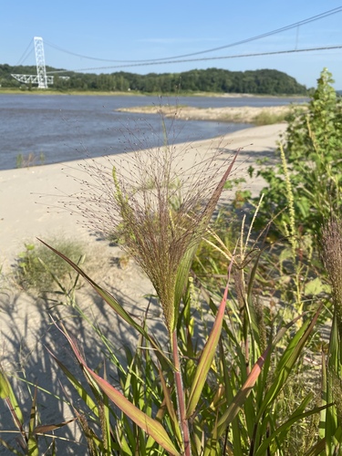 Panicum capillare (witch grass) (alternate view 9)