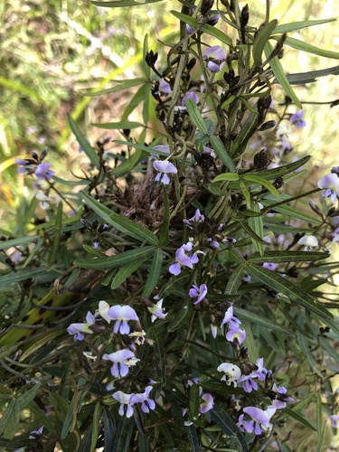 Glycine clandestina (Twining Glycine) (alternate view 10)