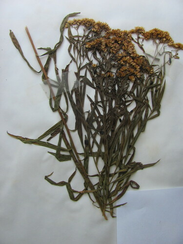 Euthamia graminifolia (flat-topped goldenrod)