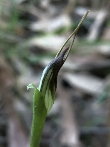 Pterostylis pedunculata (maroonhood) (alternate view 5)