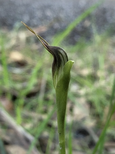 Pterostylis pedunculata (maroonhood) (alternate view 6)