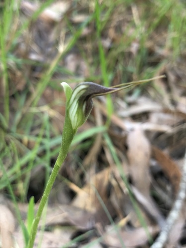 Pterostylis pedunculata (maroonhood) (alternate view 7)