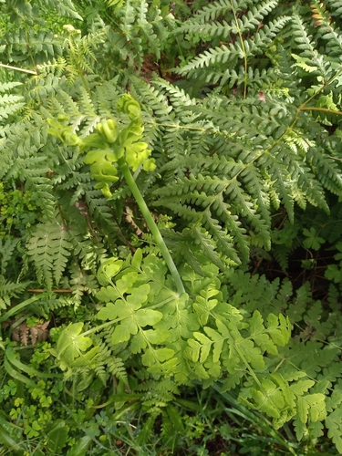 Histiopteris incisa (Water Fern) (alternate view 3)
