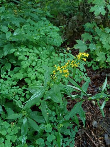 Solidago (goldenrods) (alternate view 7)