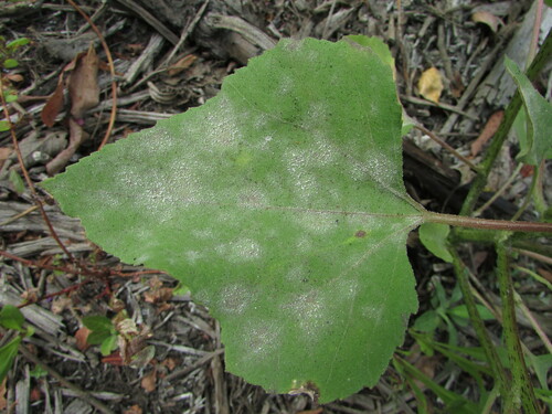 Podosphaera xanthii (Cucurbit Powdery Mildew) (alternate view 2)