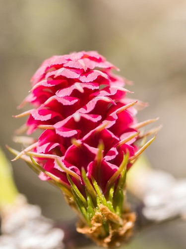 Larix decidua (European Larch) (alternate view 4)