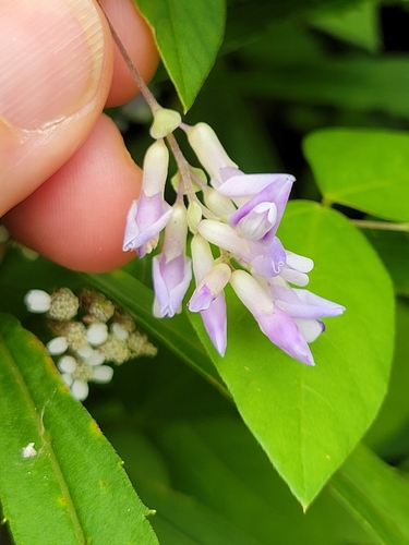 Amphicarpaea bracteata (American hog-peanut)
