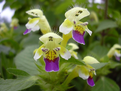 Galeopsis (Hempnettles) (alternate view 3)