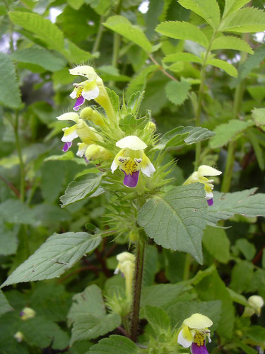 Galeopsis (Hempnettles) (alternate view 4)