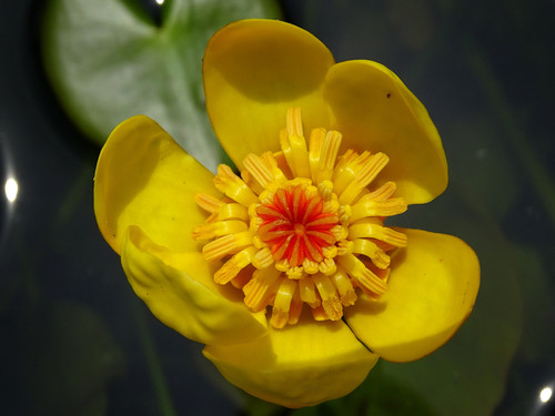 Nuphar (yellow pond-lilies) (alternate view 7)