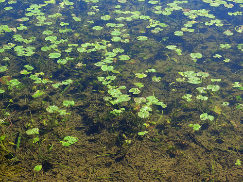 Nuphar (yellow pond-lilies) (alternate view 9)