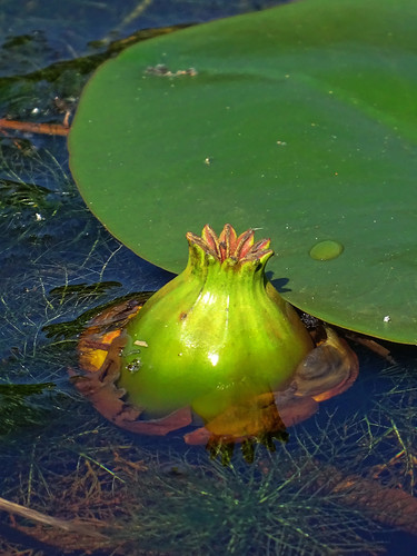 Nuphar (yellow pond-lilies) (alternate view 11)