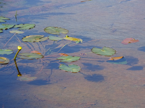 Nuphar (yellow pond-lilies) (alternate view 10)