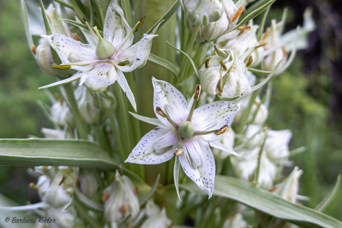 Frasera speciosa (monument plant) (alternate view 4)