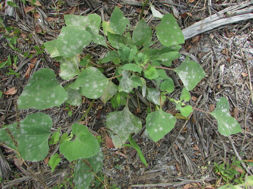 Podosphaera xanthii (Cucurbit Powdery Mildew) (alternate view 3)