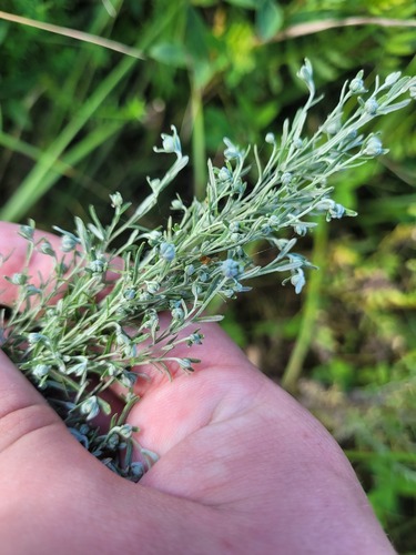 Artemisia pontica (Roman Wormwood) (alternate view 2)