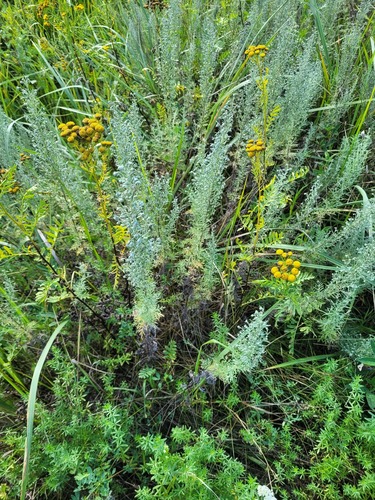 Artemisia pontica (Roman Wormwood)