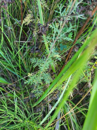 Artemisia pontica (Roman Wormwood) (alternate view 4)