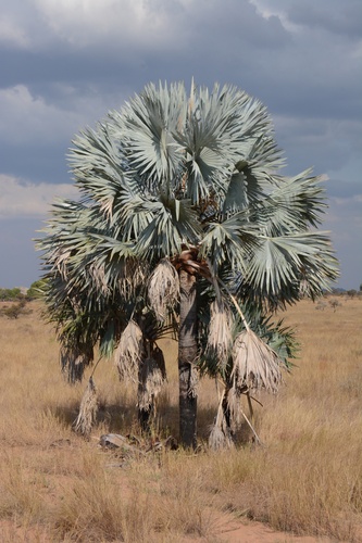Bismarckia nobilis (Bismarck Palm)