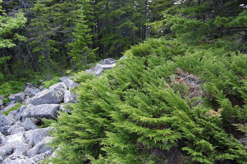 Microbiota decussata (Russian Cypress)