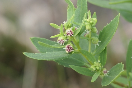 Iva frutescens (marsh elder)