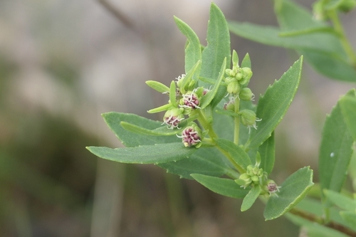 Iva frutescens (marsh elder) (alternate view 2)