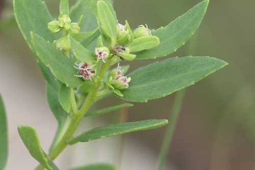 Iva frutescens (marsh elder) (alternate view 3)