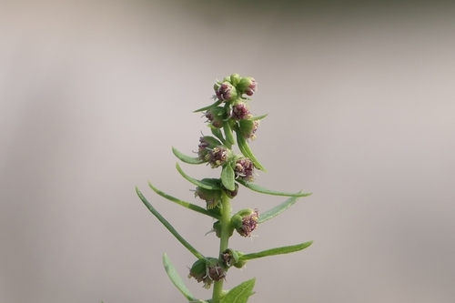 Iva frutescens (marsh elder) (alternate view 4)