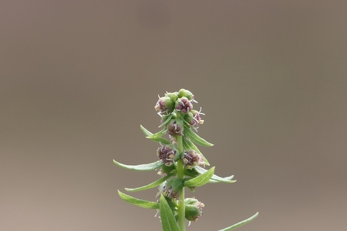 Iva frutescens (marsh elder) (alternate view 5)