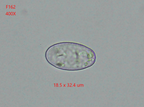 Podosphaera xanthii (Cucurbit Powdery Mildew) (alternate view 4)