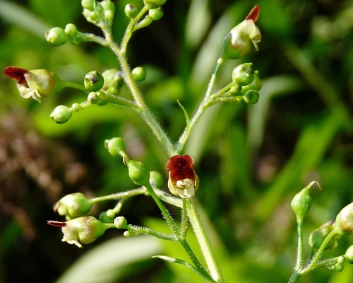 Scrophularia nodosa (Common Figwort)