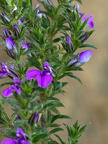 Muraltia (Purplegorses)