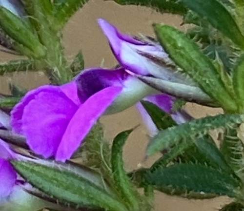 Muraltia (Purplegorses) (alternate view 2)
