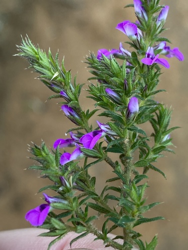Muraltia (Purplegorses) (alternate view 4)