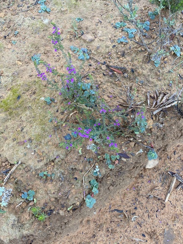 Muraltia (Purplegorses) (alternate view 5)