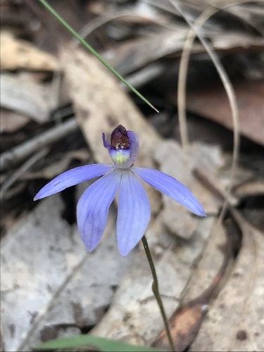 Cyanicula caerulea (blue finger-orchid) (alternate view 4)