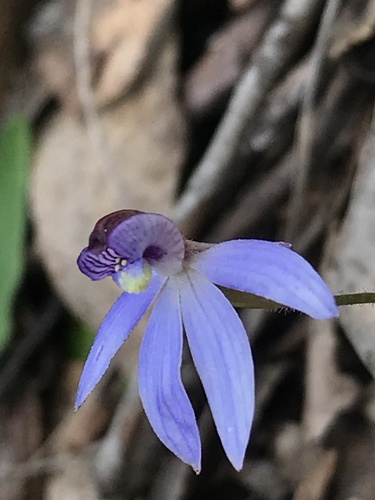 Cyanicula caerulea (blue finger-orchid) (alternate view 3)