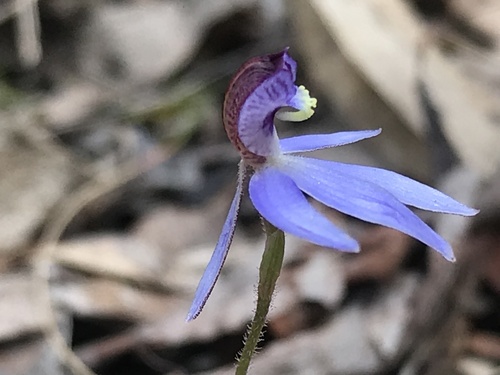 Cyanicula caerulea (blue finger-orchid) (alternate view 2)