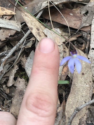 Cyanicula caerulea (blue finger-orchid) (alternate view 5)