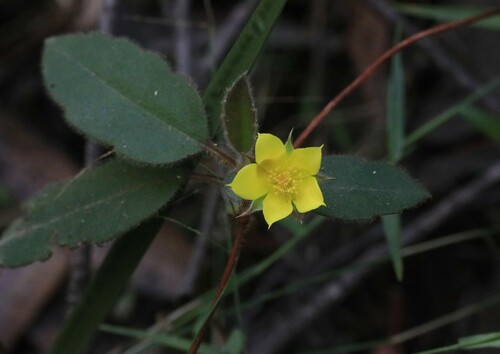 Hibbertia dentata (Toothed Guinea Flower) (alternate view 5)