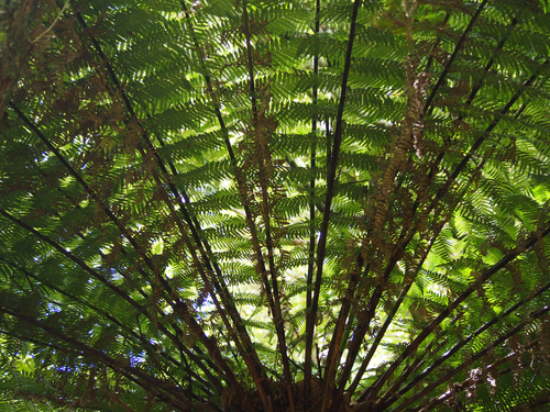Dicksonia antarctica (man fern) (alternate view 7)