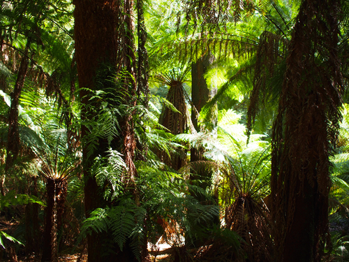 Dicksonia antarctica (man fern) (alternate view 8)