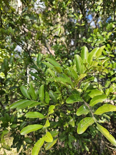 Cupaniopsis parvifolia (small-leaved tuckeroo) (alternate view 5)