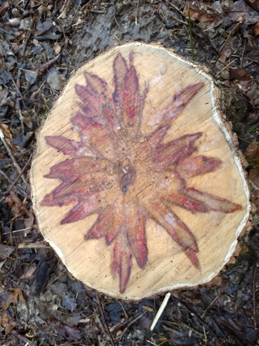 Acer negundo (Box Elder)