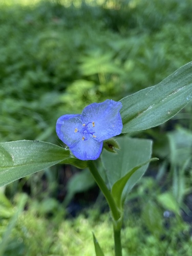 Tradescantia subaspera (Zigzag Spiderwort) (alternate view 9)