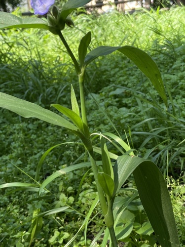 Tradescantia subaspera (Zigzag Spiderwort) (alternate view 8)
