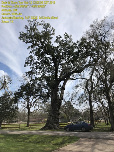 Quercus virginiana (Southern Live Oak)