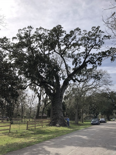 Quercus virginiana (Southern Live Oak)